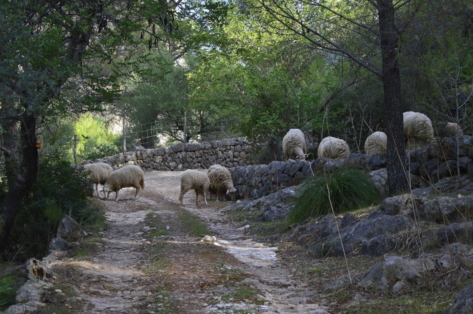 Sa Rota De Ca'N Casetes ξενώνας Caimari Εξωτερικό φωτογραφία